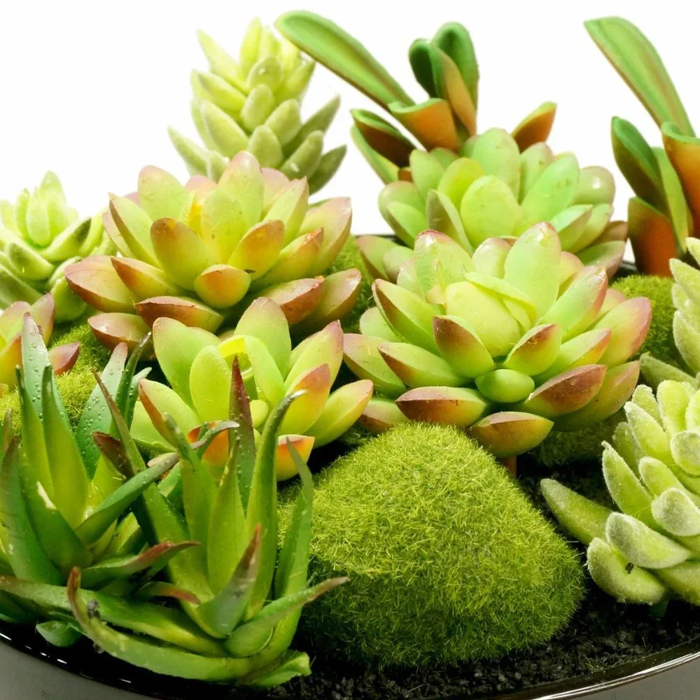 Faux Succulent Planter with Moss Cactus Aloe Vera - Picture 4 of 5